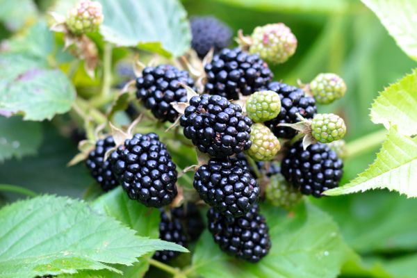 Blackberry Bush Removal in Littleton
