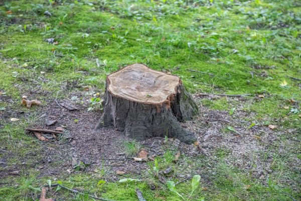 Bush Stump Removal in Littleton