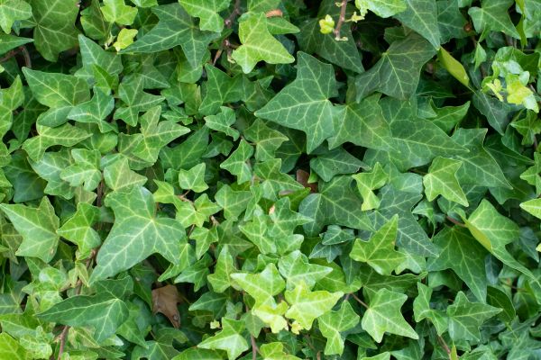 English Ivy Removal in Littleton