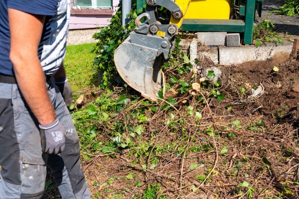 Hedge Removal Service in Littleton