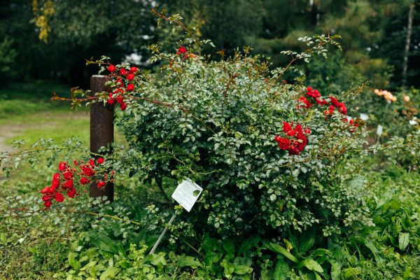 Rose Bush Removal in Littleton