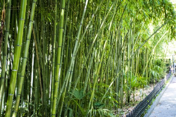 Bamboo Root Removal in Littleton