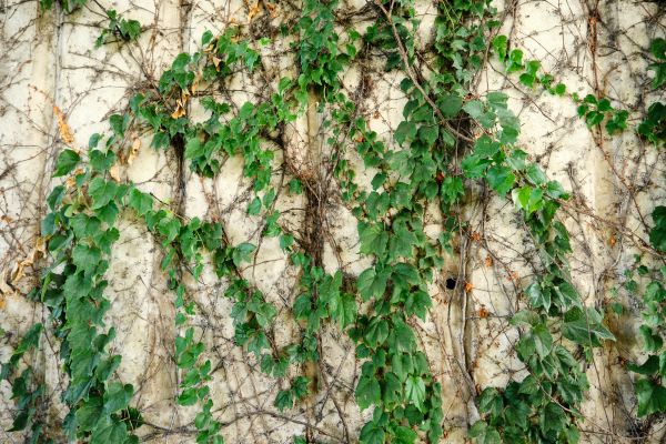 Vine Removal Service in Littleton