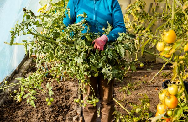 Garden Plant Removal in Littleton