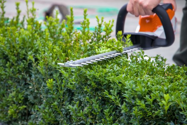 Hedge Shearing in Littleton