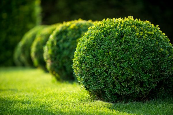 Bush Pruning in Littleton