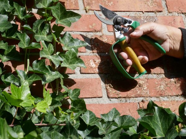 Ivy Removal Service in Littleton