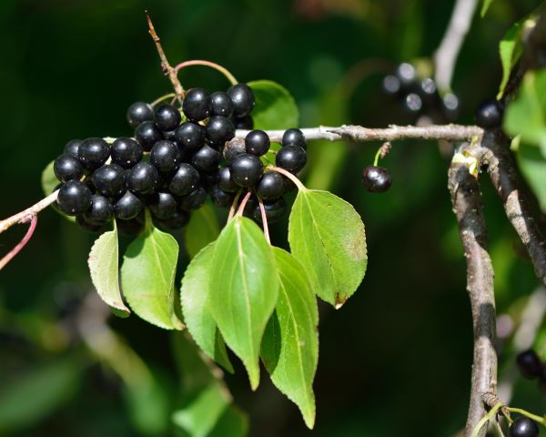 Buckthorn Removal in Littleton