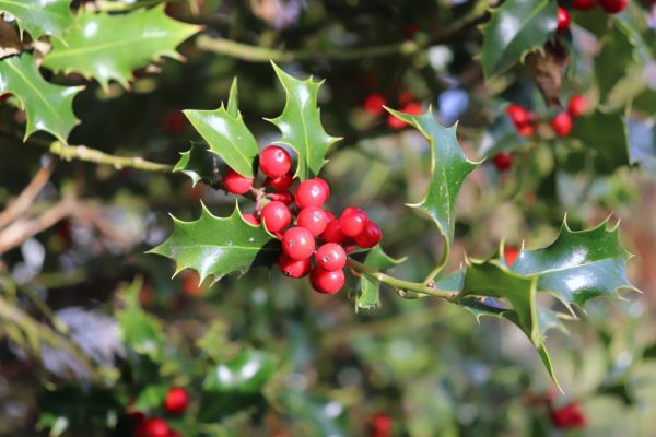 Holly Tree Trimming in Littleton