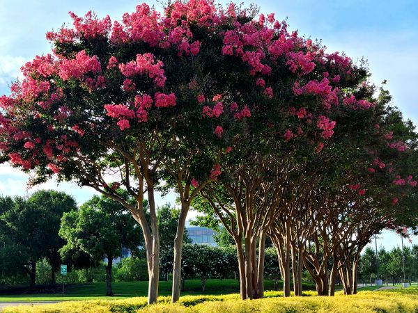 Crepe Myrtle Pruning in Littleton