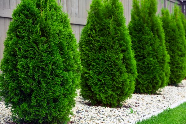 Arborvitae Pruning in Littleton