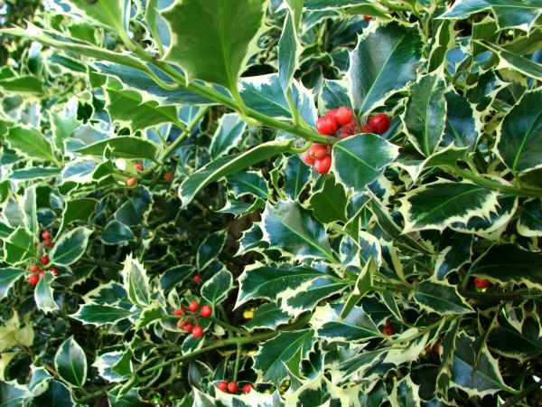 Holly Bushes Trimming in Littleton
