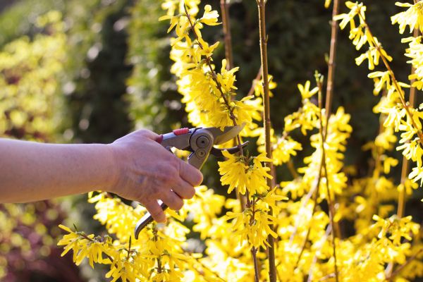 Forsythia Pruning in Littleton