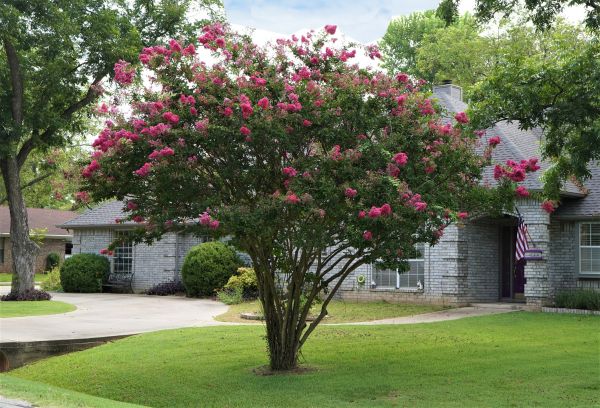 Crepe Myrtle Trimming in Littleton