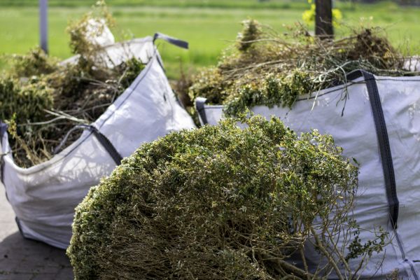 Shrubs Removal in Littleton