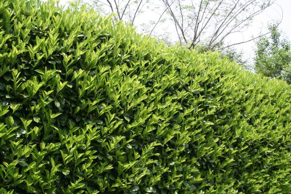 Laurel Shrub Removal in Littleton