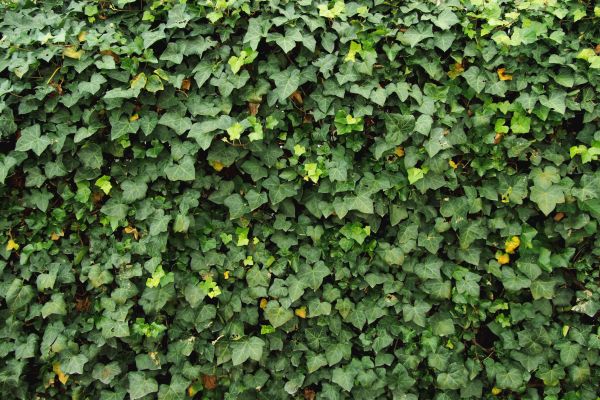 Ivy Pruning service in Littleton