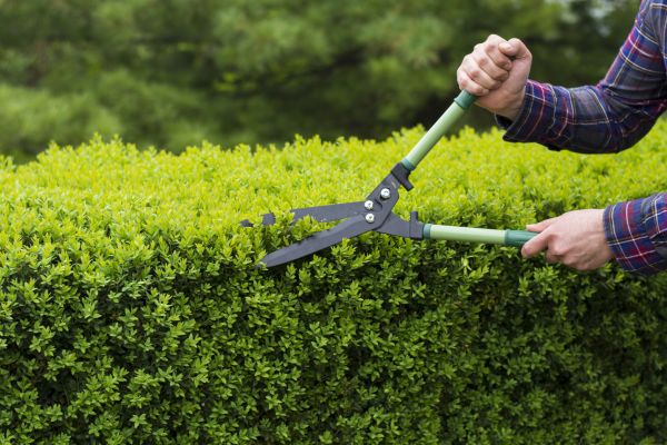 Evergreen Shrub Pruning in Littleton