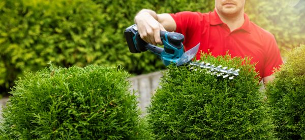 Hedge Shaping Service in Littleton