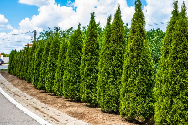 Arborvitae Shearing in Littleton