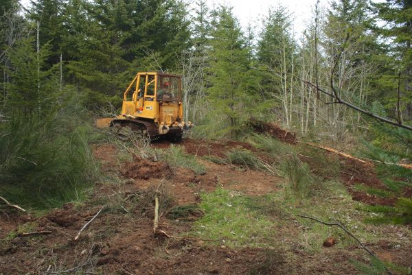 Shrubbery Clearing in Littleton