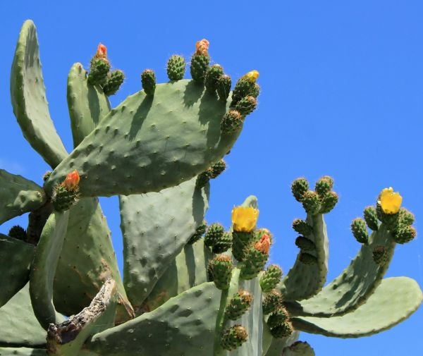 Cactus Removal in Littleton