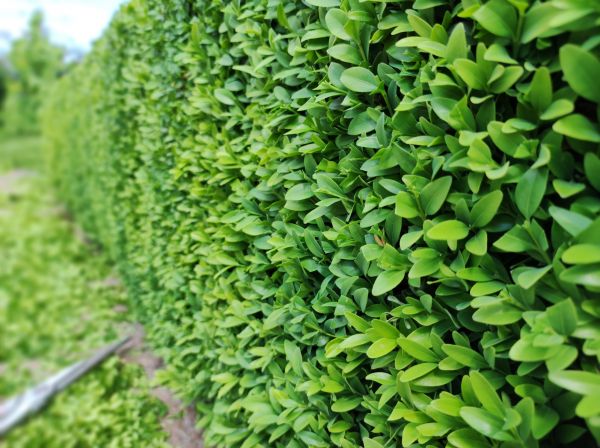 Boxwood Pruning in Littleton