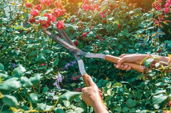 Knockout Roses Pruning in Littleton