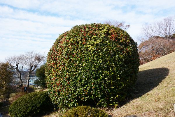 Holly Shrub Pruning in Littleton
