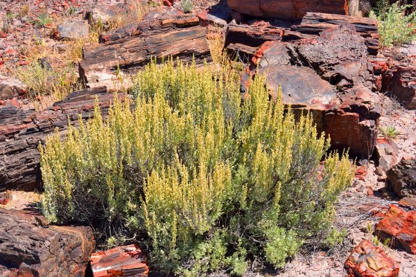Sagebrush Removal in Littleton
