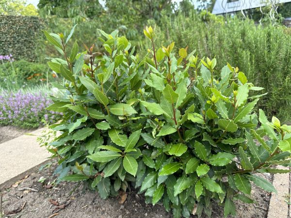 Laurel Hedge Trimming in Littleton