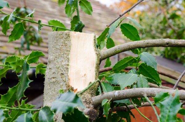 Holly Tree Removal in Littleton