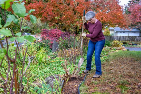Dead Bush Removal in Littleton