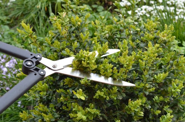 Boxwood Trimming in Littleton
