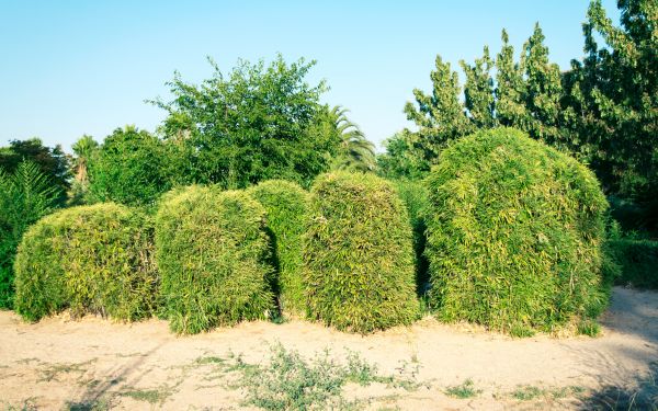 Bamboo Hedge Removal in Littleton