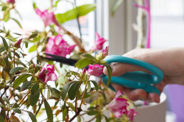 Azalea Pruning in Littleton