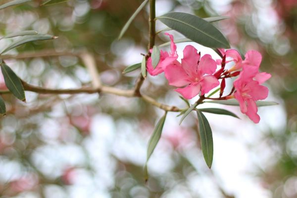 Oleander Removal in Littleton