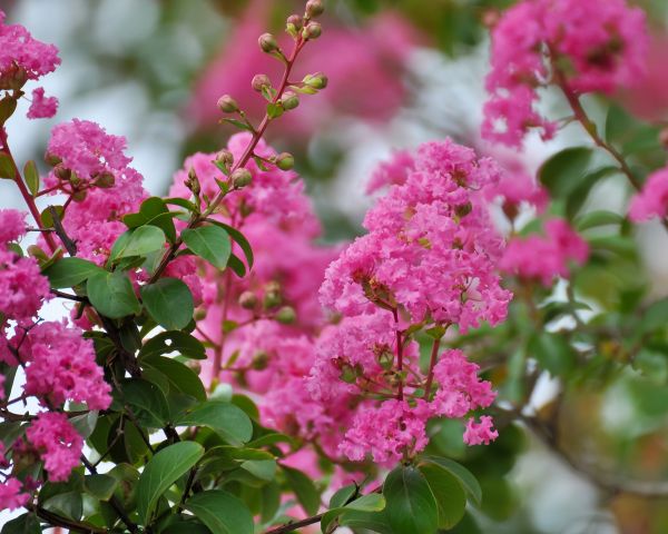 Crepe Myrtle Removal in Littleton