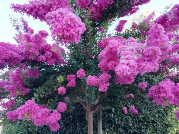 Crape Myrtle Pruning in Littleton