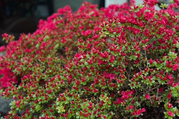 Weigela Removal Service in Littleton