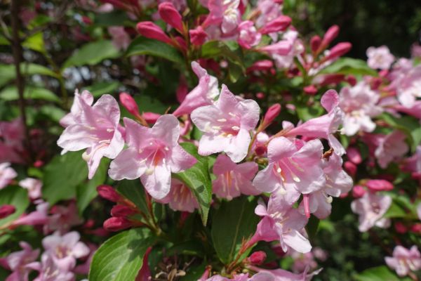 Weigela Pruning Service in Littleton