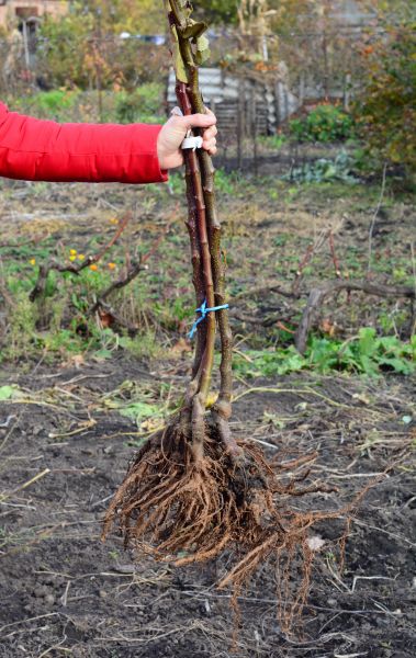 Shrub Root Removal in Littleton