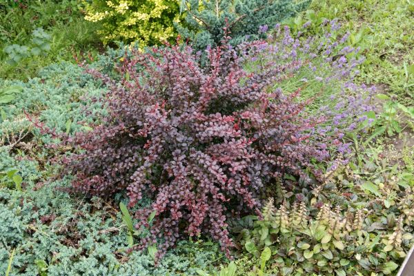 Japanese Barberry Removal in Littleton
