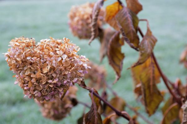 Hydrangea Removal in Littleton