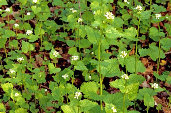 Garlic Mustard Removal in Littleton