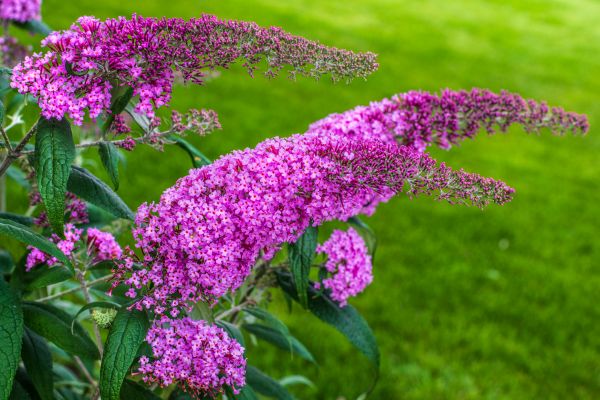 Butterfly Bush Removal in Littleton