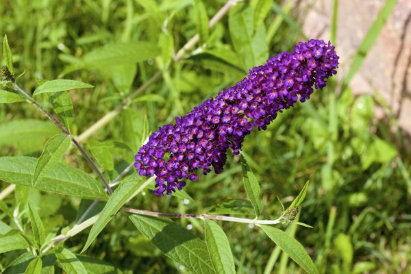 Butterfly Bush Pruning in Littleton