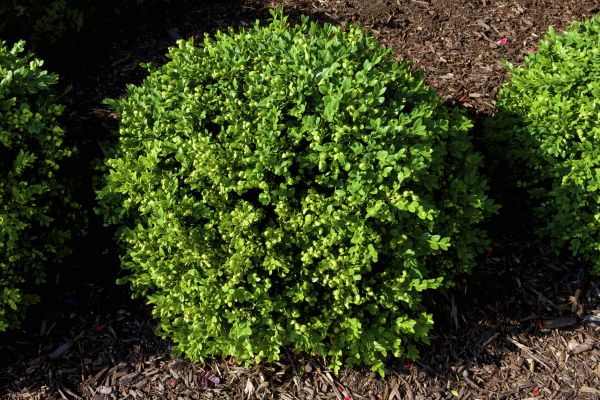 Boxwood Removal in Littleton