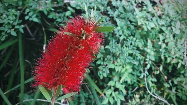 Bottlebrush Pruning in Littleton
